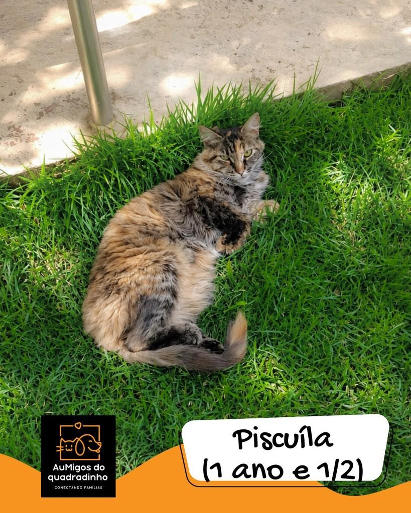 Piscuíla, gata de porte médio para adoção em Brasília - DF