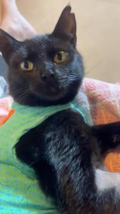 Déia, gato de porte pequeno para adoção em Brasília - DF