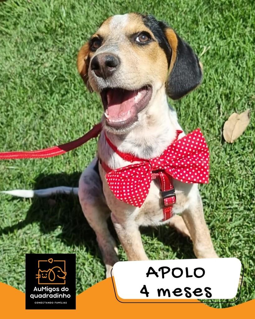 Apolo, cachorro de porte médio para adoção em Brasília - DF