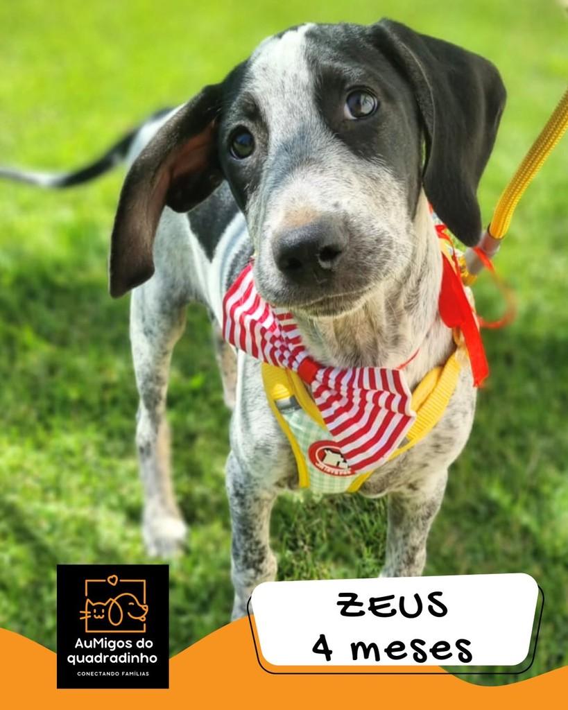 Zeus, cachorro de porte médio para adoção em Brasília - DF