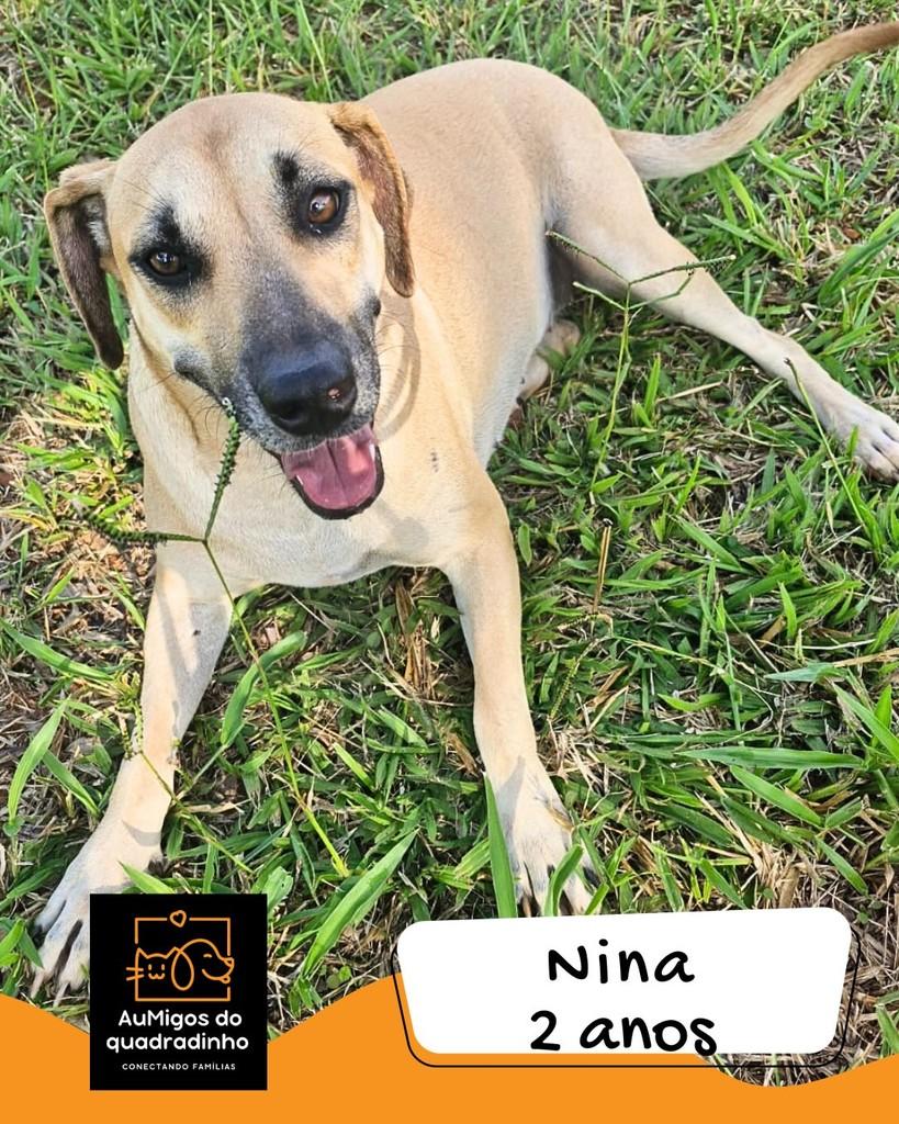 Nina, cadela de porte médio para adoção em Brasília - DF
