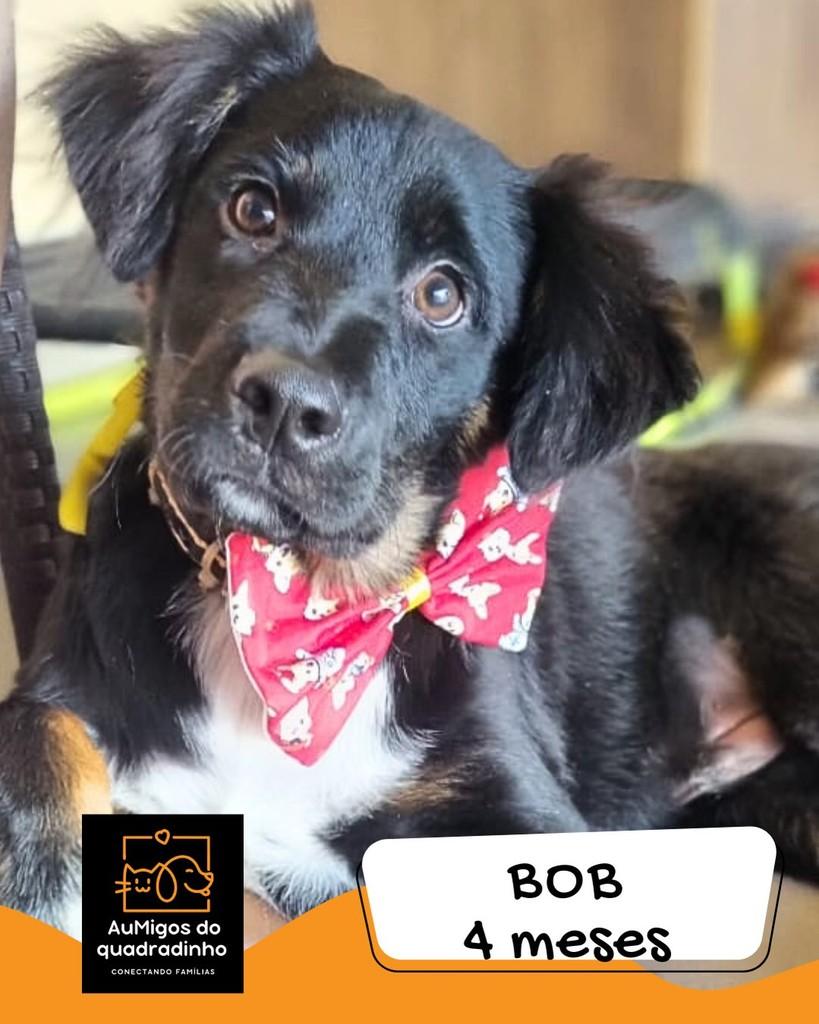 Bob, cachorro de porte médio para adoção em Brasília - DF