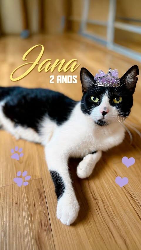 Jana, gata de porte médio para adoção em Brasília - DF
