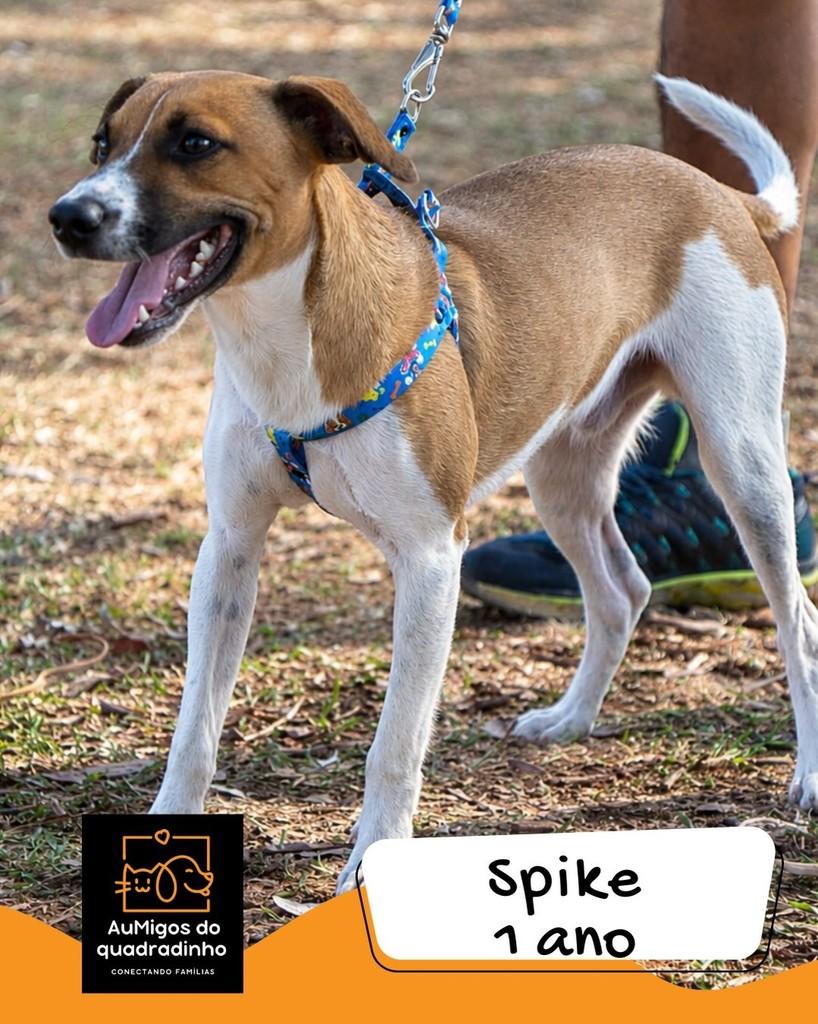 Spike, cachorro de porte pequeno para adoção em Brasília - DF