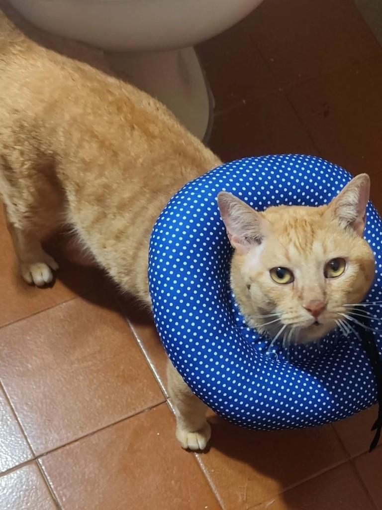 Laranja, gato de porte médio para adoção em Londrina - PR