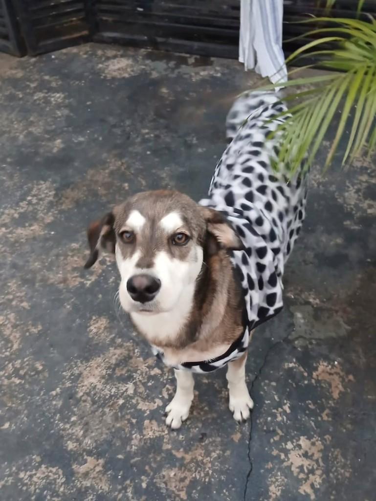 Pandora, cadela de porte pequeno para adoção em Londrina - PR