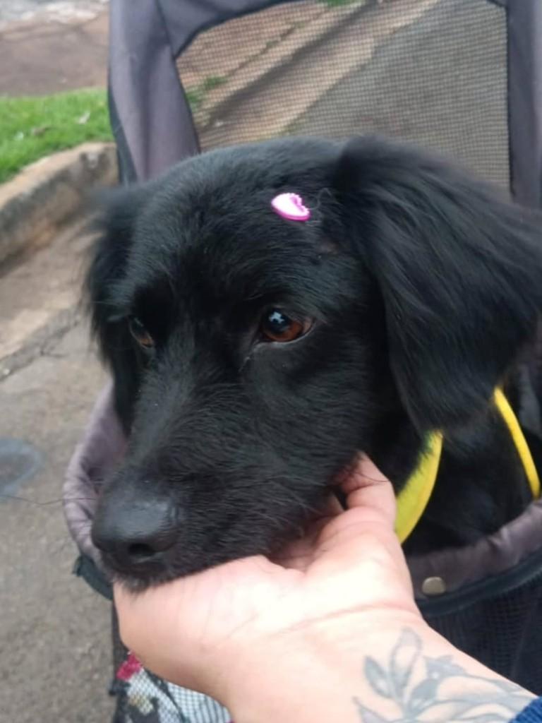 Luma, cadela de porte pequeno para adoção em Londrina - PR