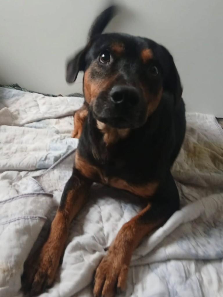 Picolé, cachorro de porte médio para adoção em Londrina - PR