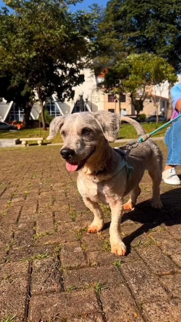 Beethoven, cachorro de porte pequeno para adoção em Londrina - PR
