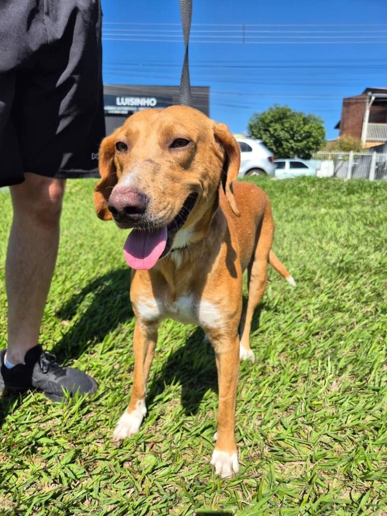 Grandão, cachorro de porte grande para adoção em Londrina - PR