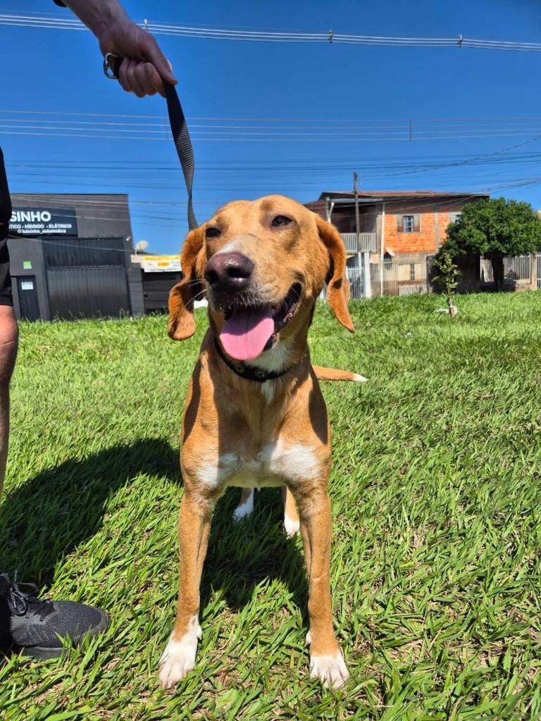 Grandão, cachorro de porte grande para adoção em Londrina - PR — foto 2 de 6