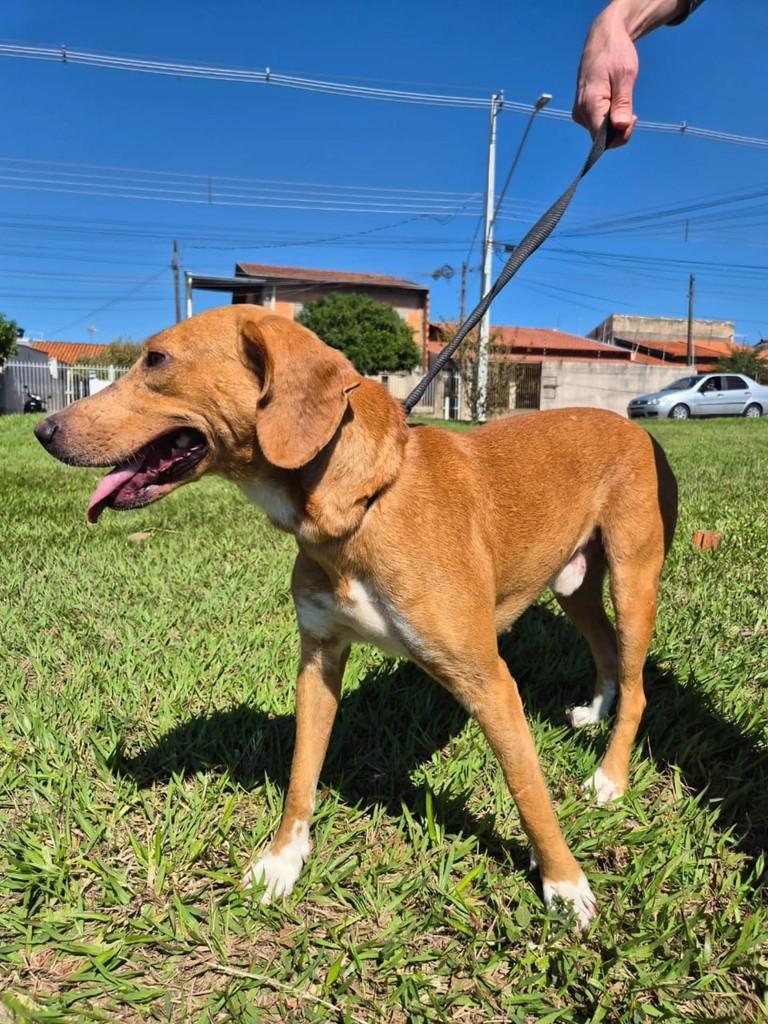 Grandão, cachorro de porte grande para adoção em Londrina - PR — foto 3 de 6
