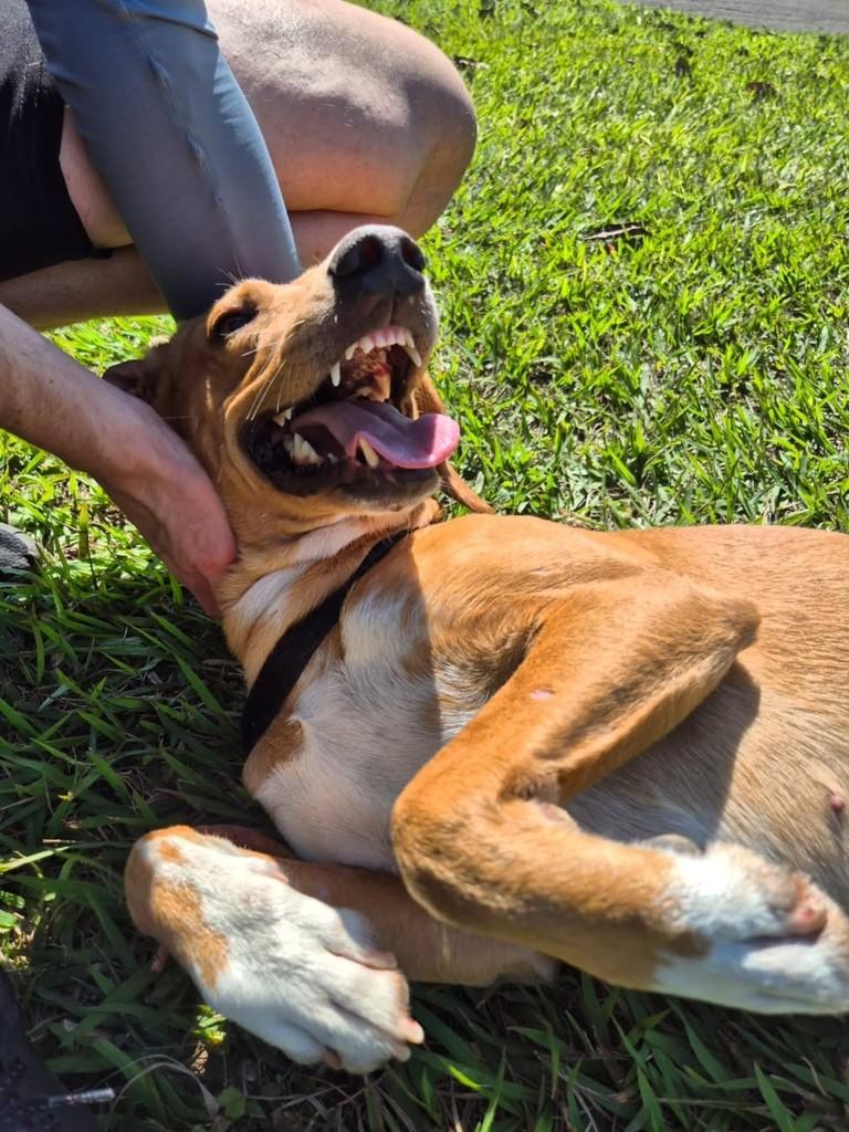 Grandão, cachorro de porte grande para adoção em Londrina - PR — foto 4 de 6