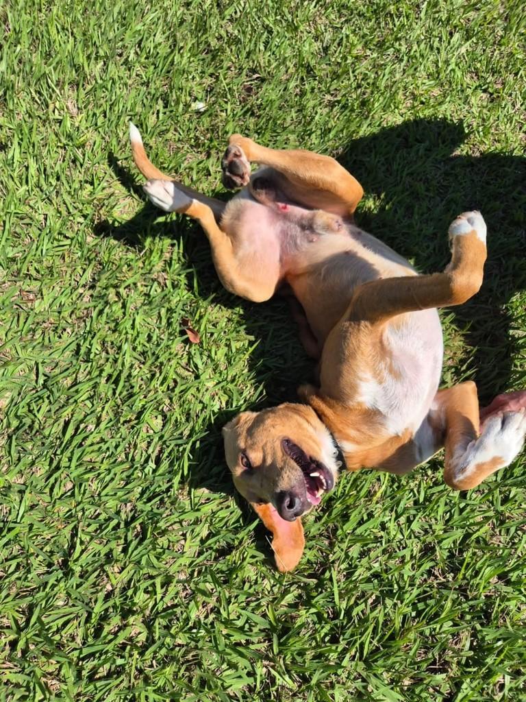 Grandão, cachorro de porte grande para adoção em Londrina - PR — foto 5 de 6