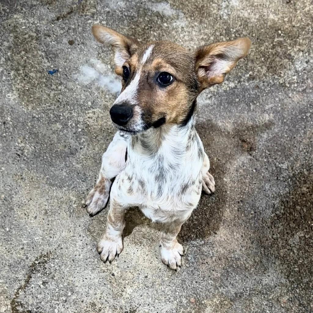 Orelha, cachorro de porte pequeno para adoção em Juiz de Fora - MG