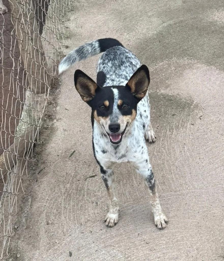 Alcione, cachorro de porte pequeno para adoção em Juiz de Fora - MG