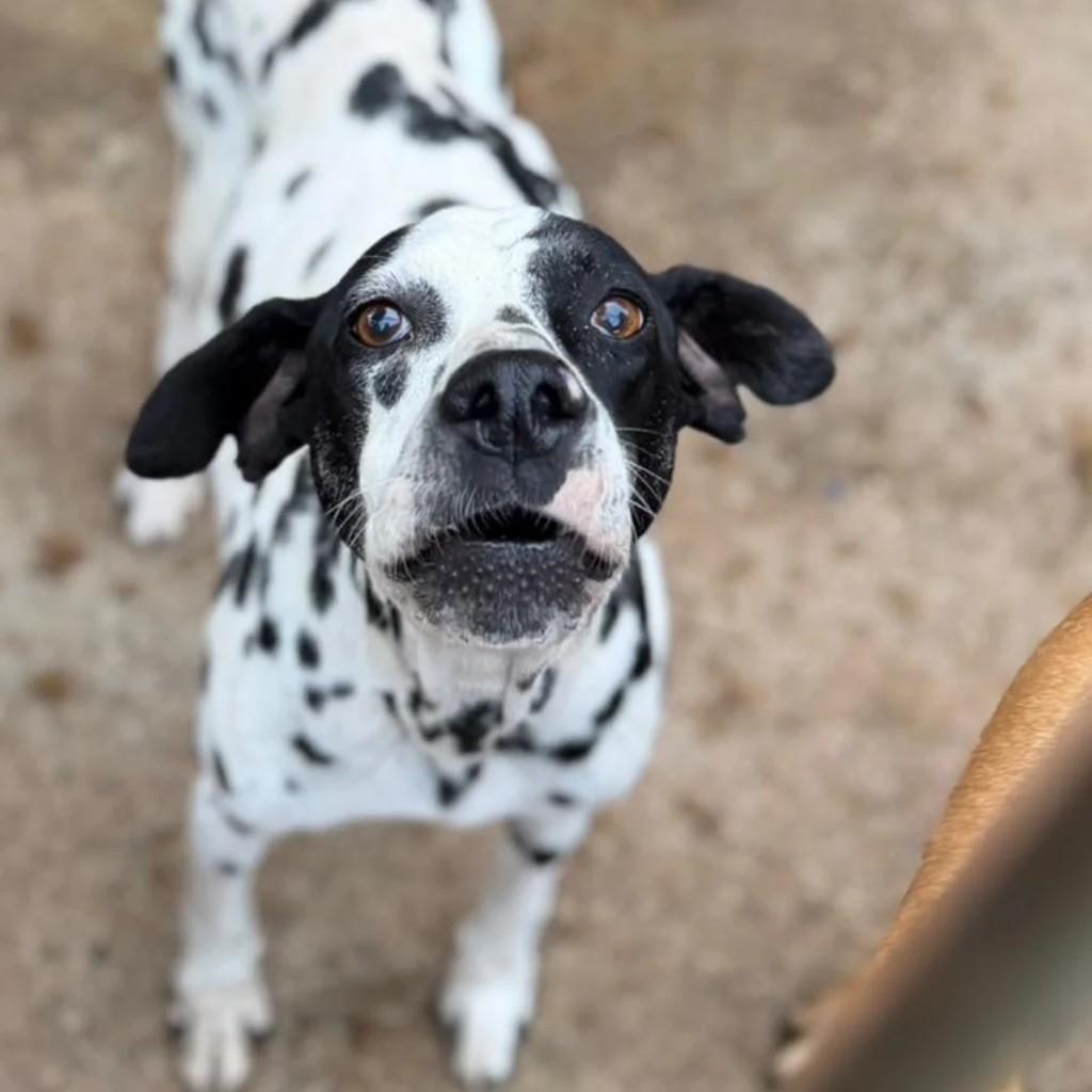 Pintada, cachorro de porte médio para adoção em Juiz de Fora - MG
