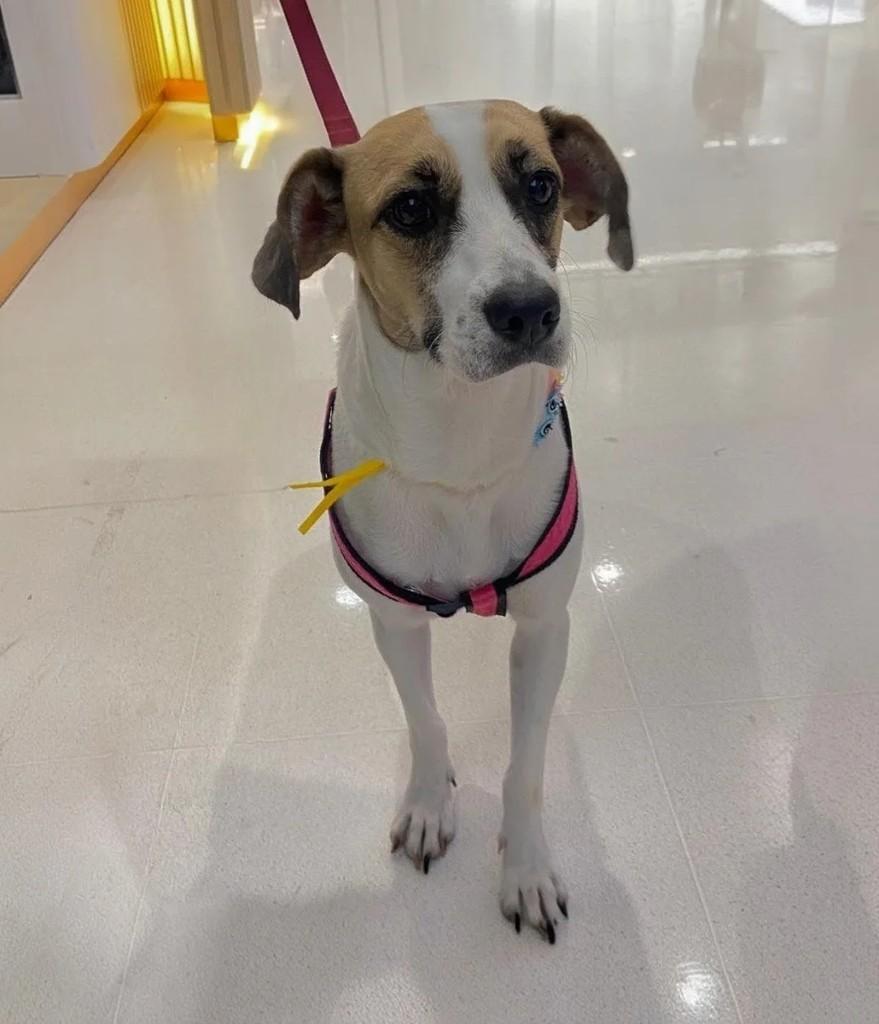 Lolla, cadela de porte pequeno para adoção em Juiz de Fora - MG