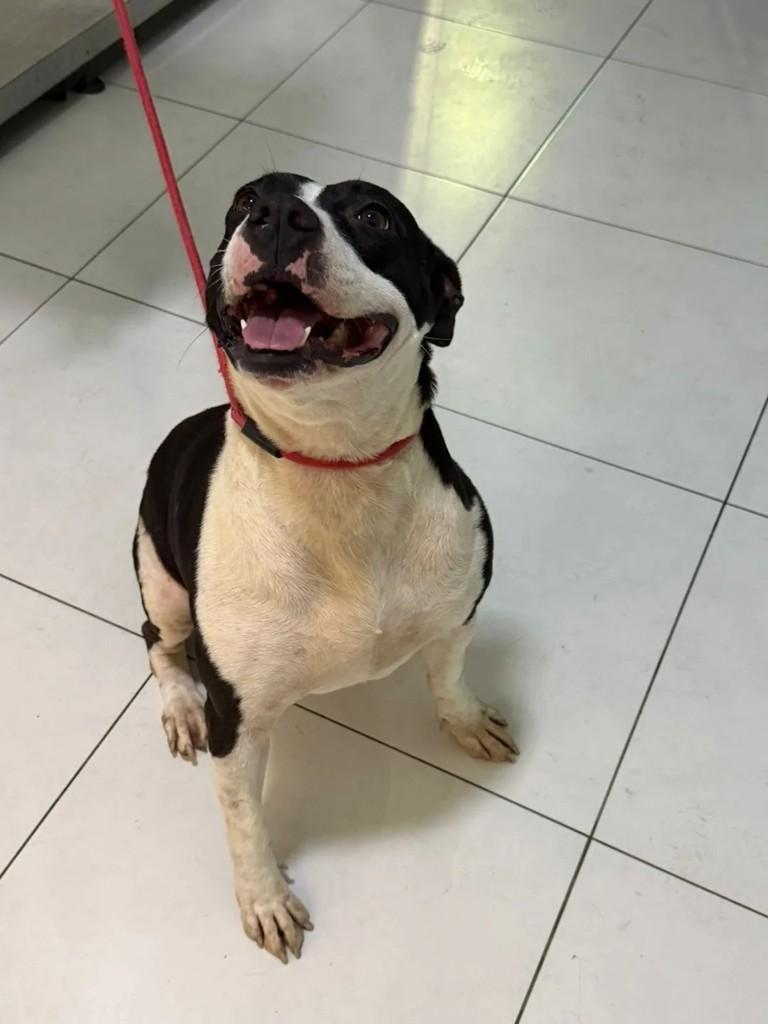 Jolie, cachorro de porte médio para adoção em Juiz de Fora - MG