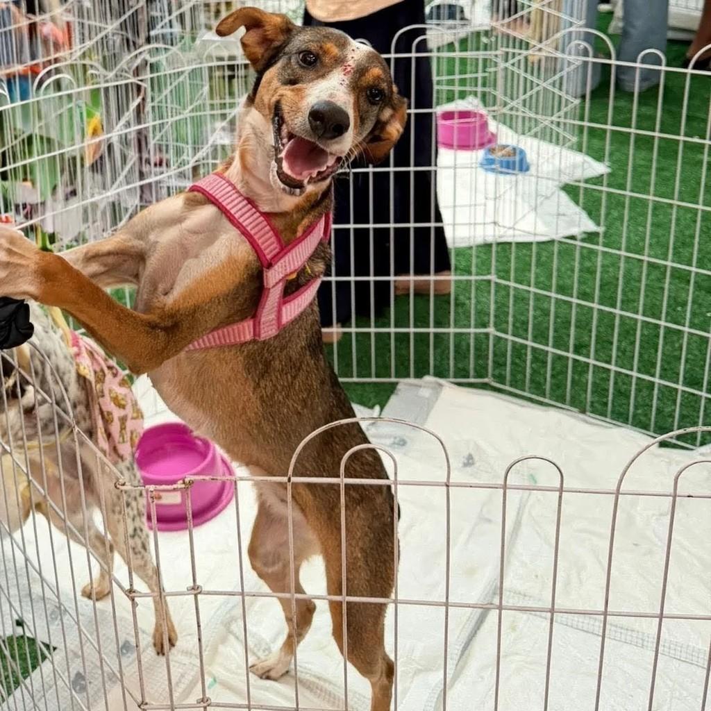 Lelé, cachorro de porte médio para adoção em Juiz de Fora - MG