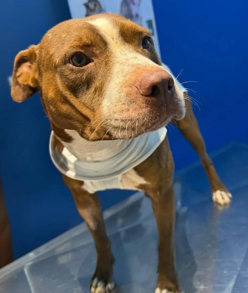 Zanon, cachorro de porte médio para adoção em Juiz de Fora - MG