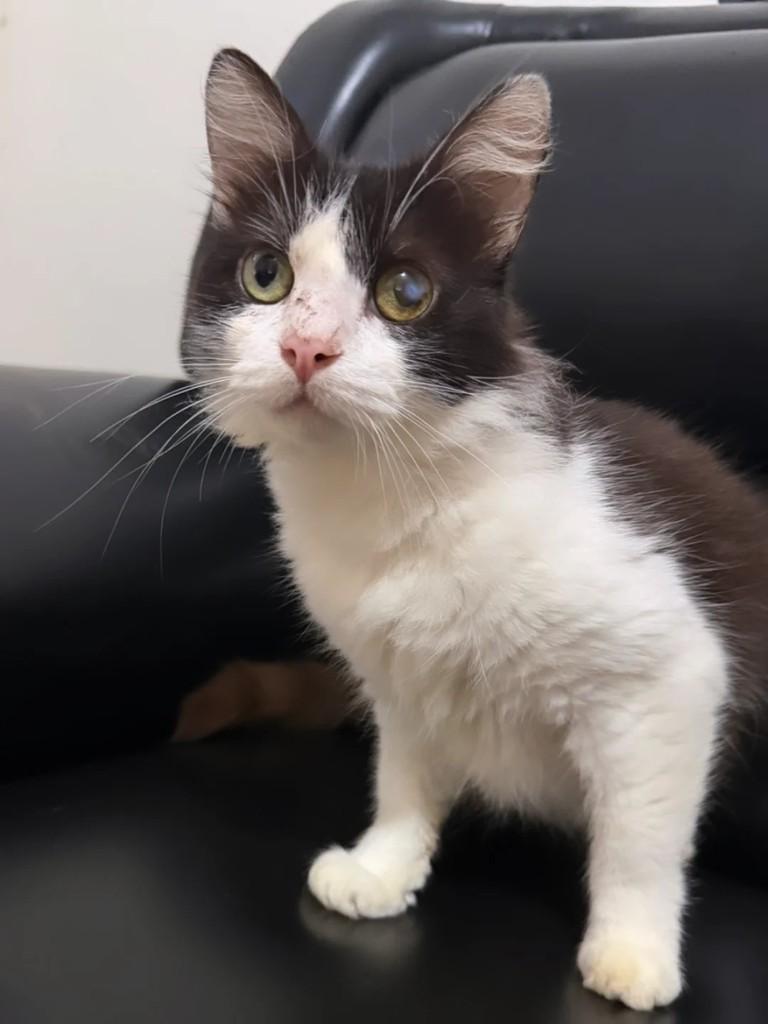 Nero, gato para adoção em Juiz de Fora - MG