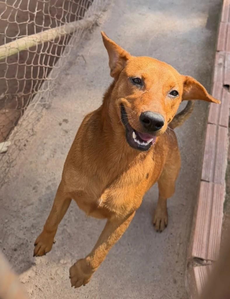 Caramela, cachorro de porte médio para adoção em Juiz de Fora - MG