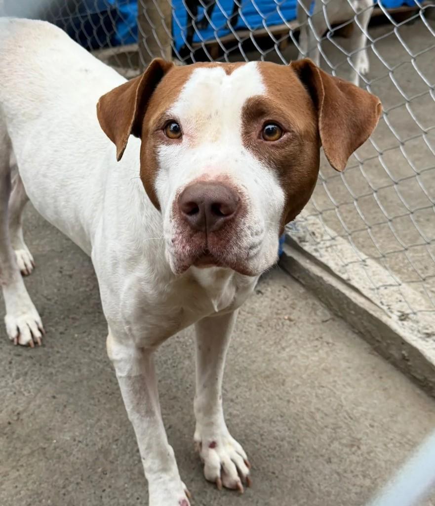 Thor, cachorro de porte grande para adoção em Juiz de Fora - MG
