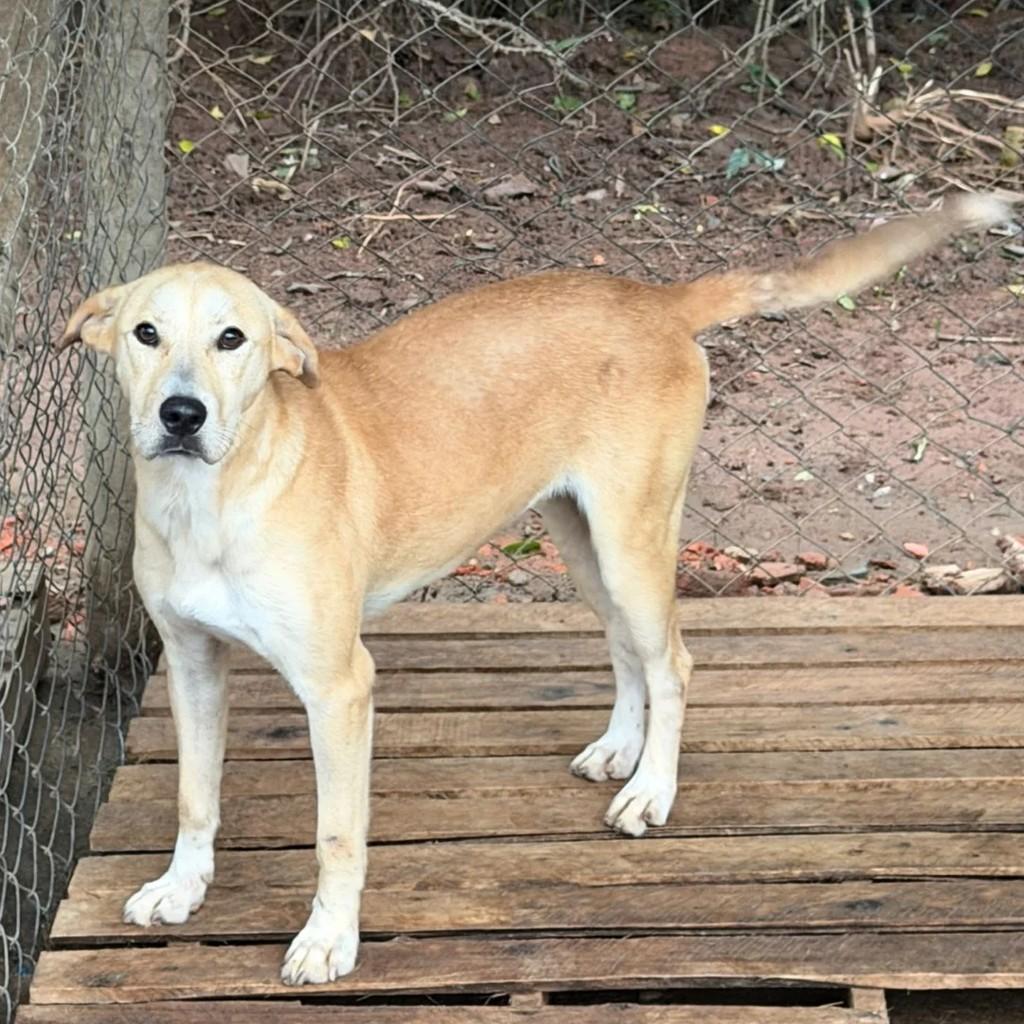 Clarice, cachorro de porte médio para adoção em Juiz de Fora - MG