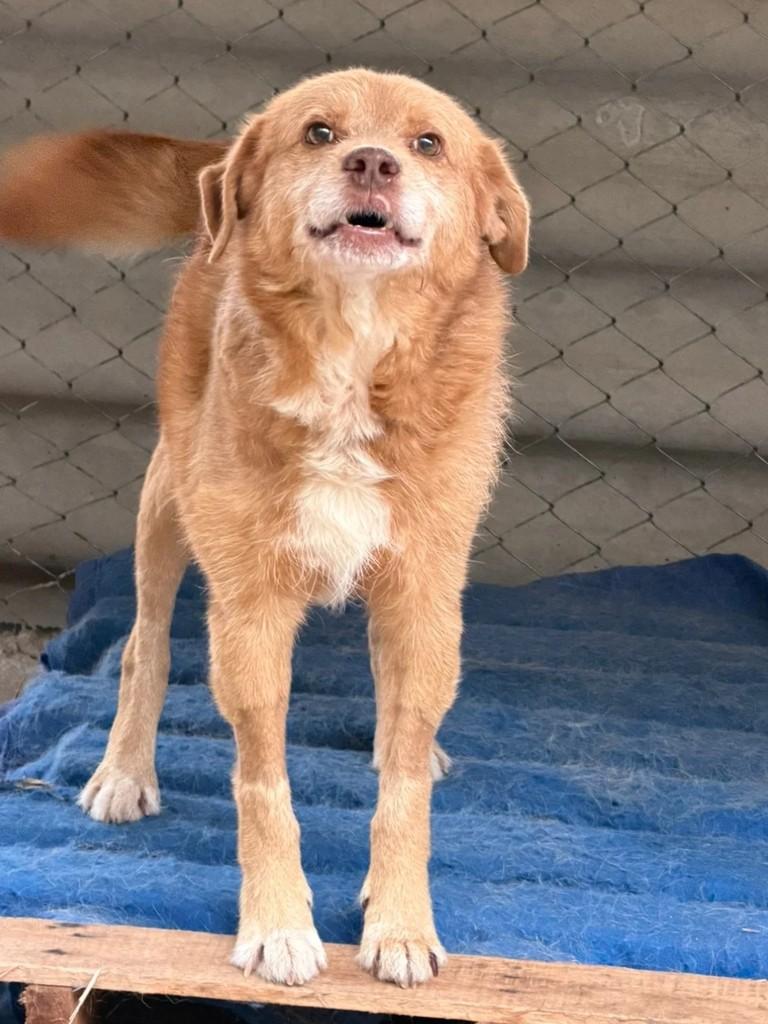 Farofa, cachorro de porte médio para adoção em Juiz de Fora - MG