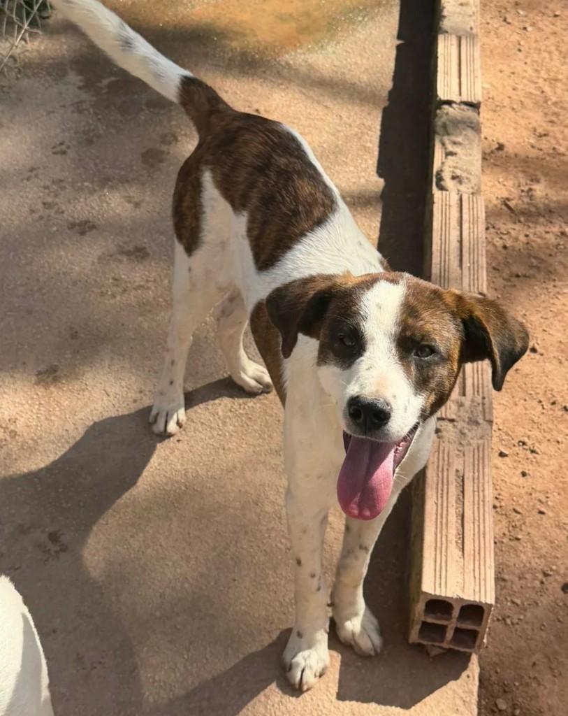 Beethoven, cachorro de porte médio para adoção em Juiz de Fora - MG
