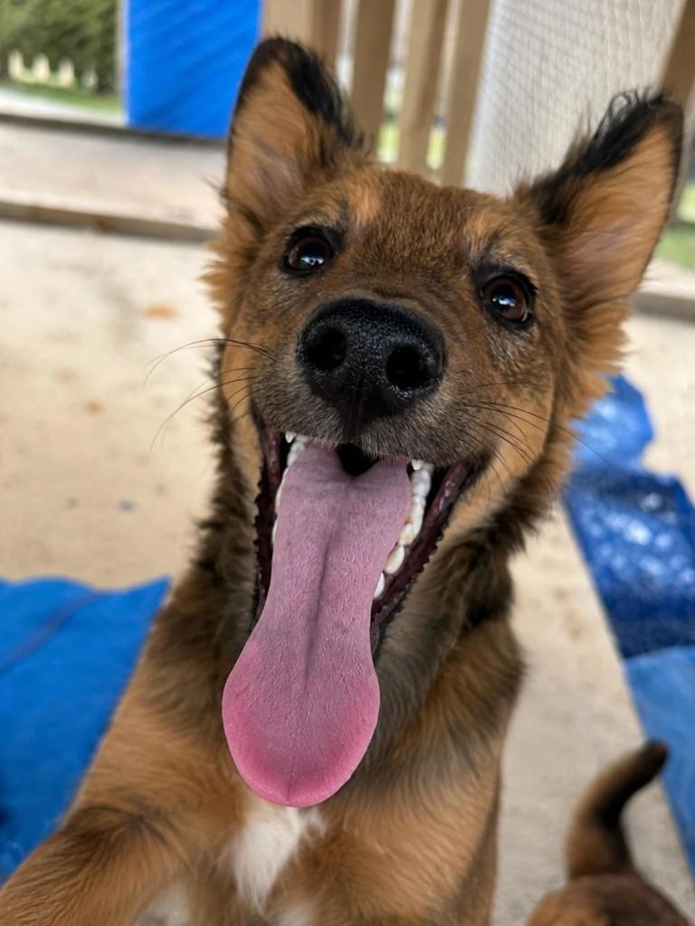 Lobinho, cachorro de porte pequeno para adoção em Juiz de Fora - MG