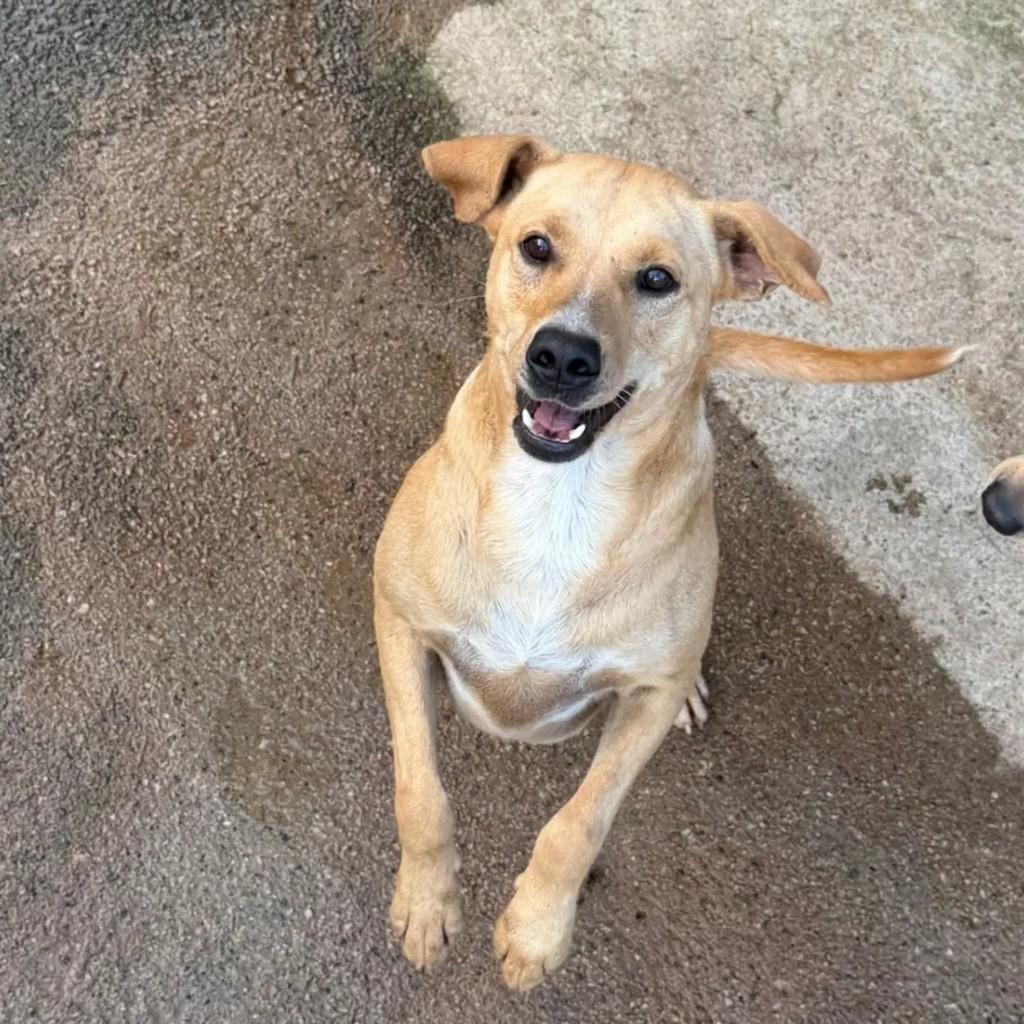 Chitãozinho, cachorro de porte pequeno para adoção em Juiz de Fora - MG