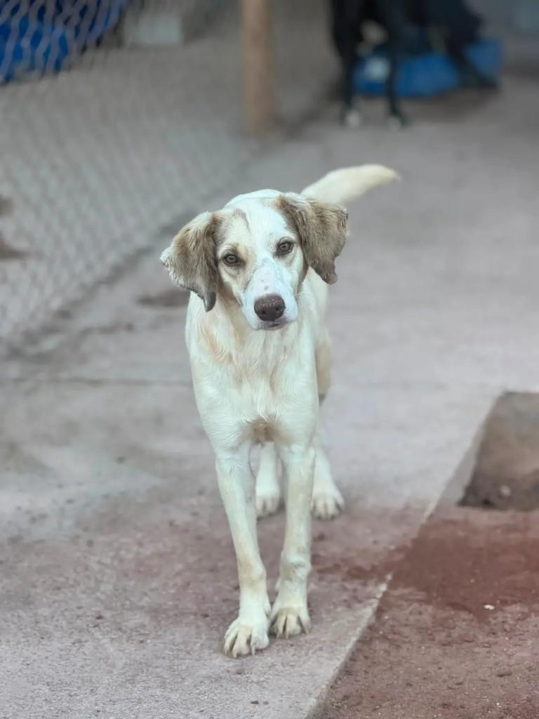 Bela, cachorro de porte médio para adoção em Juiz de Fora - MG