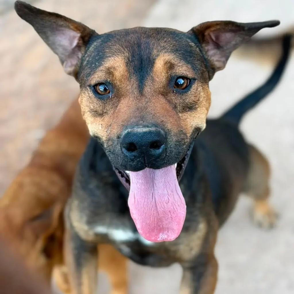 Sebastião, cachorro de porte médio para adoção em Juiz de Fora - MG