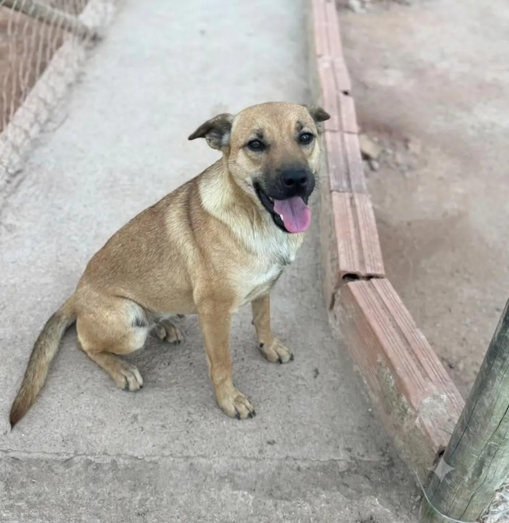 Zayra, cachorro de porte pequeno para adoção em Juiz de Fora - MG