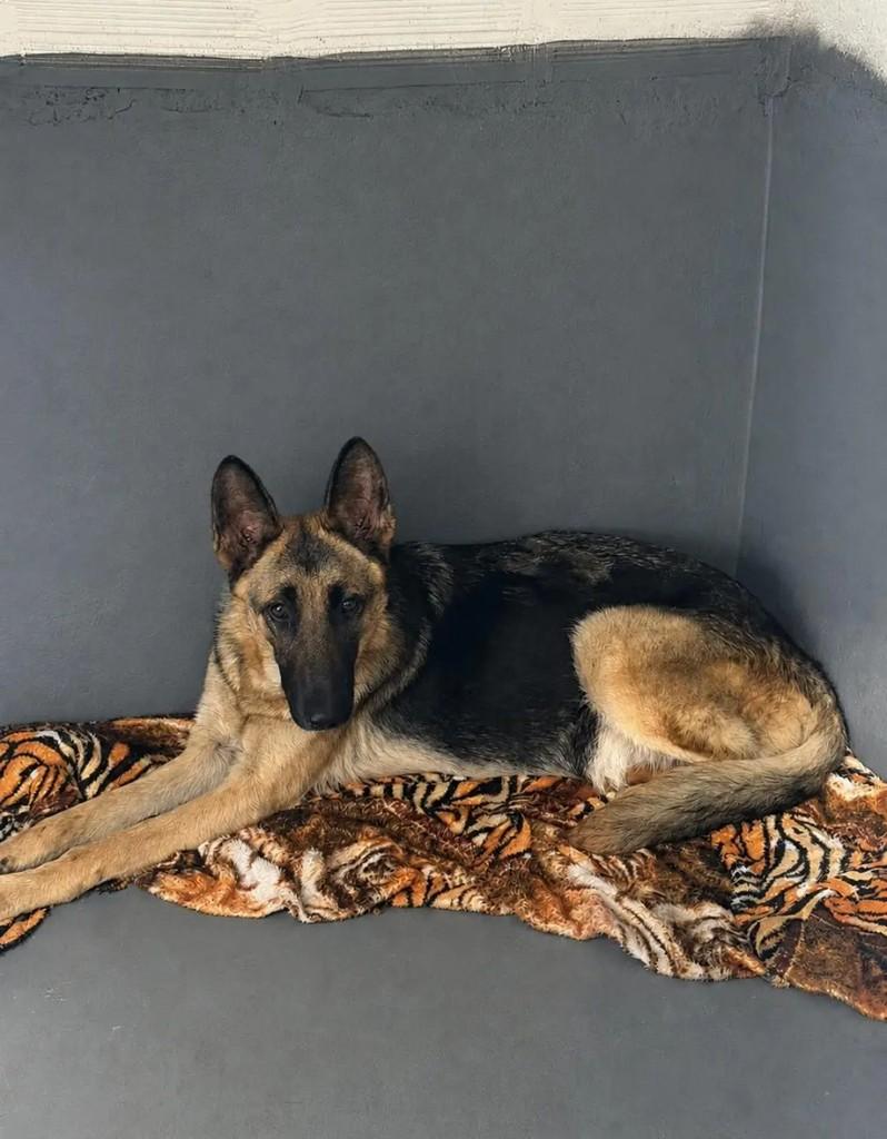 Safira, cachorro de porte médio para adoção em Juiz de Fora - MG