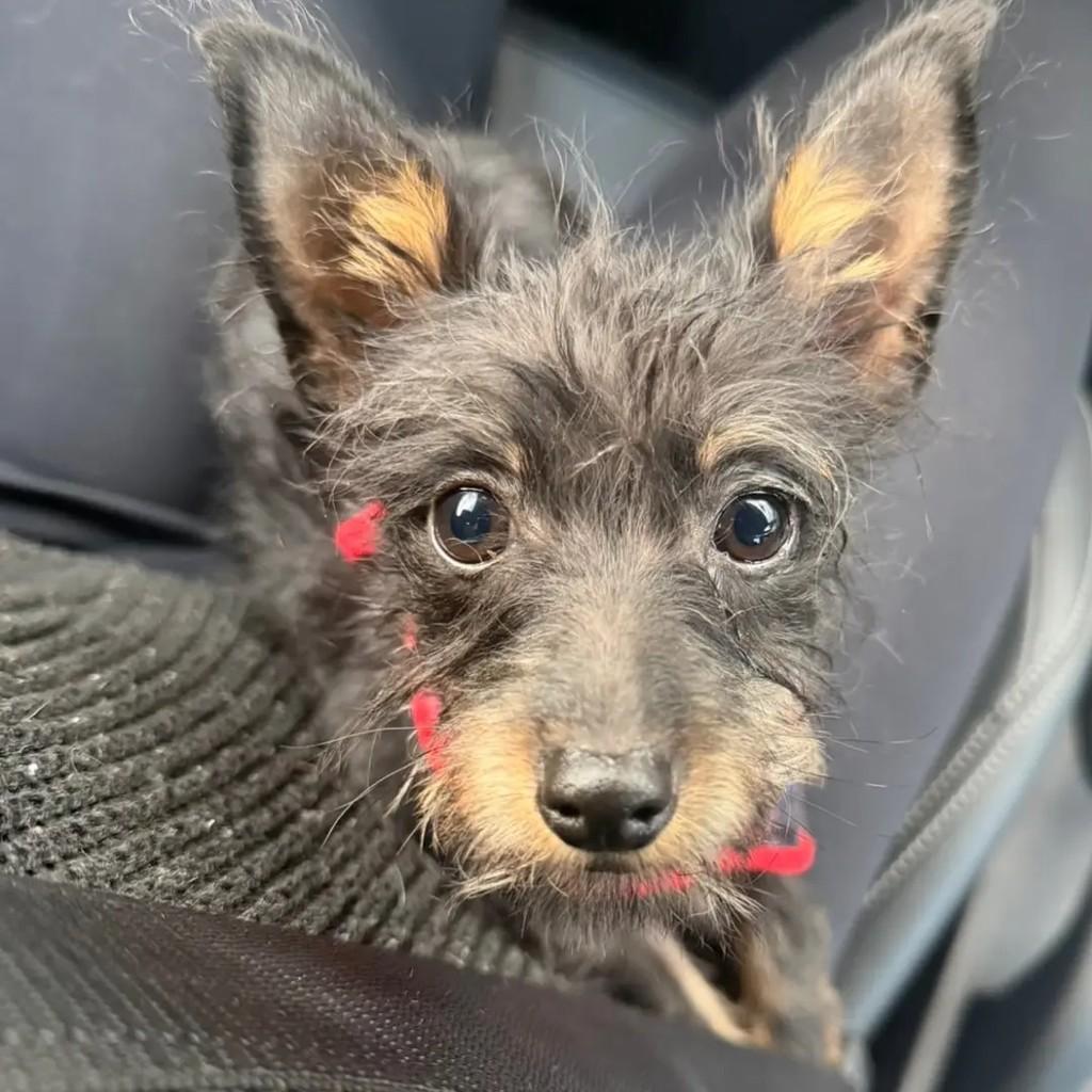 Bidu, cachorro de porte pequeno para adoção em Juiz de Fora - MG