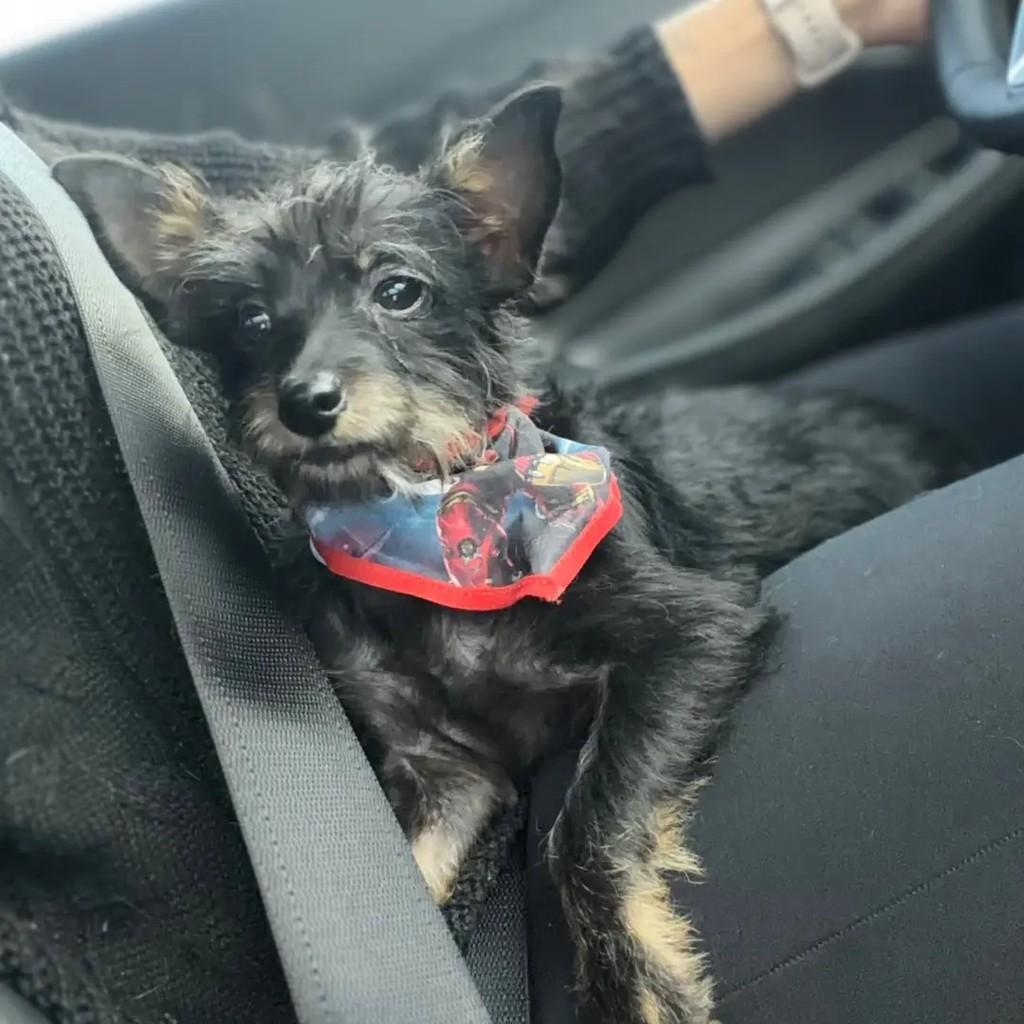 Bidu, cachorro de porte pequeno para adoção em Juiz de Fora - MG — foto 2 de 2