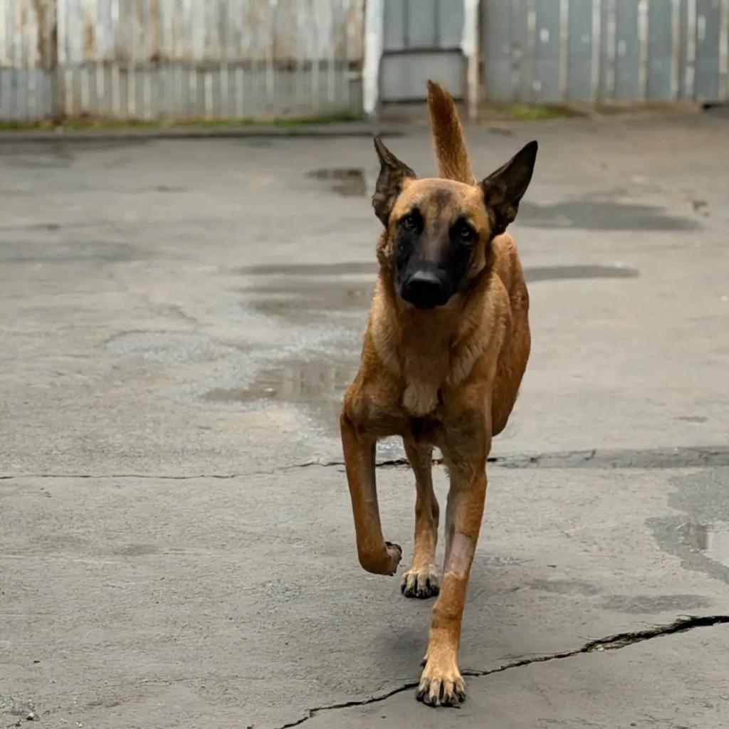 SPAike, cachorro de porte médio para adoção em Juiz de Fora - MG
