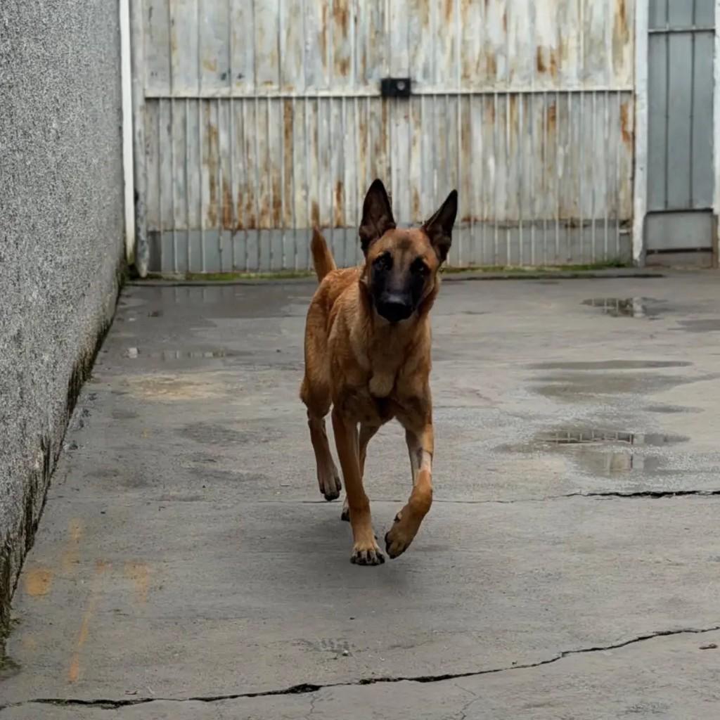 SPAike, cachorro de porte médio para adoção em Juiz de Fora - MG — foto 2 de 2