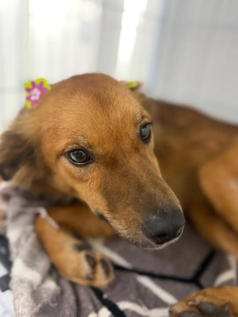 Princesa, cadela de porte pequeno para adoção em Juiz de Fora - MG