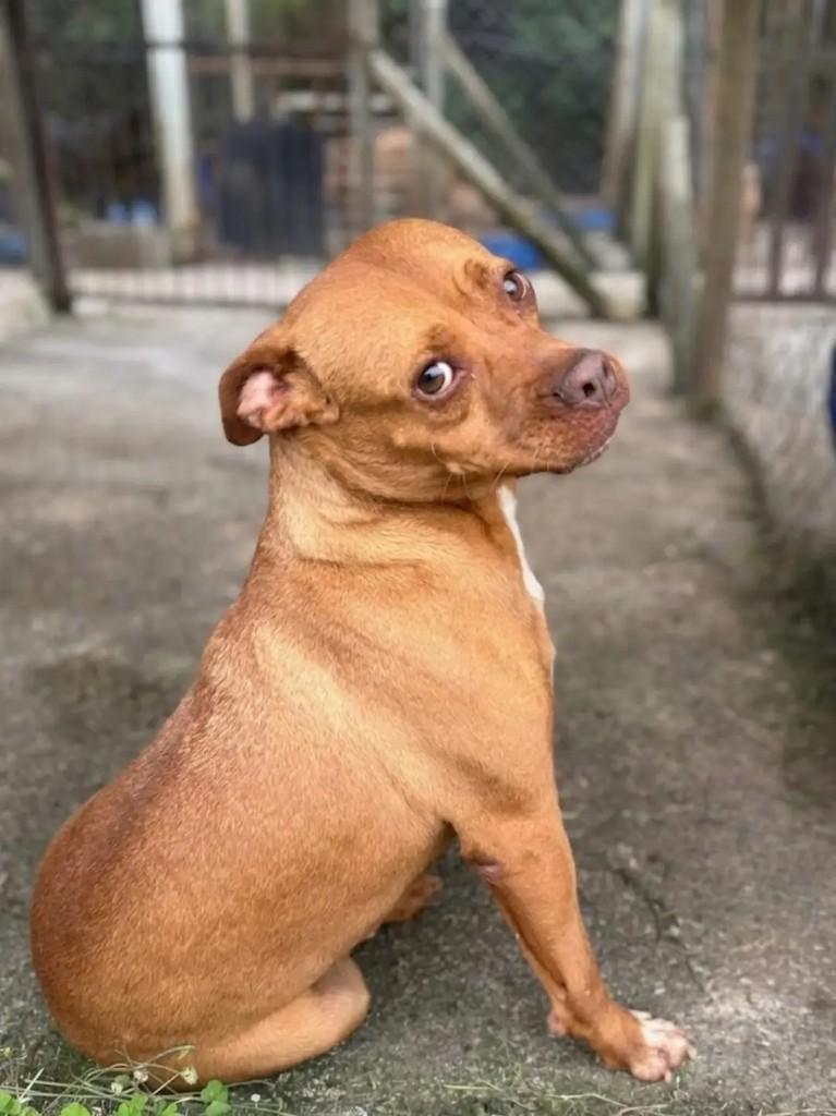 Mimosa, cadela de porte pequeno para adoção em Juiz de Fora - MG