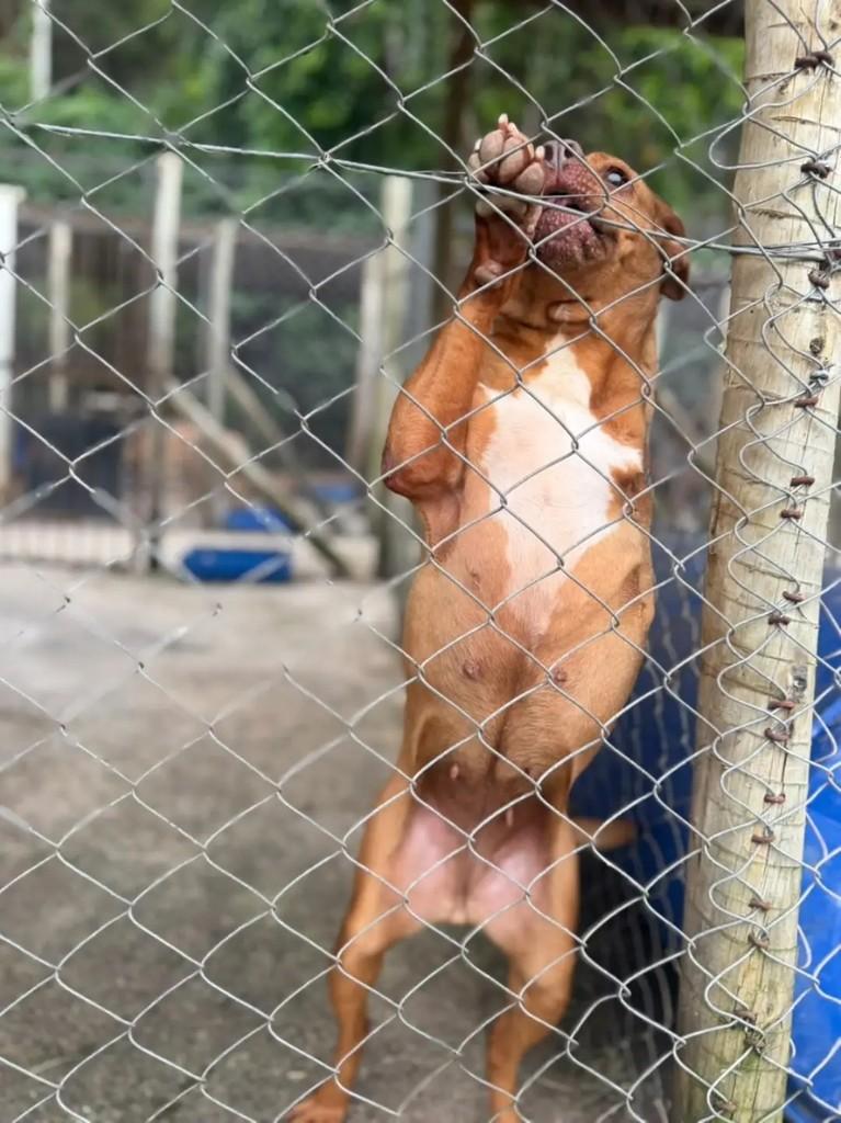 Mimosa, cadela de porte pequeno para adoção em Juiz de Fora - MG — foto 3 de 3