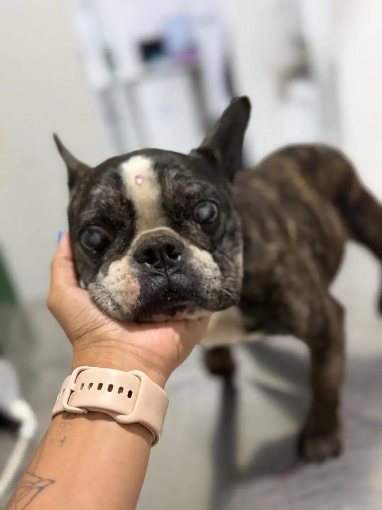 Leona, cadela de porte pequeno para adoção em Juiz de Fora - MG
