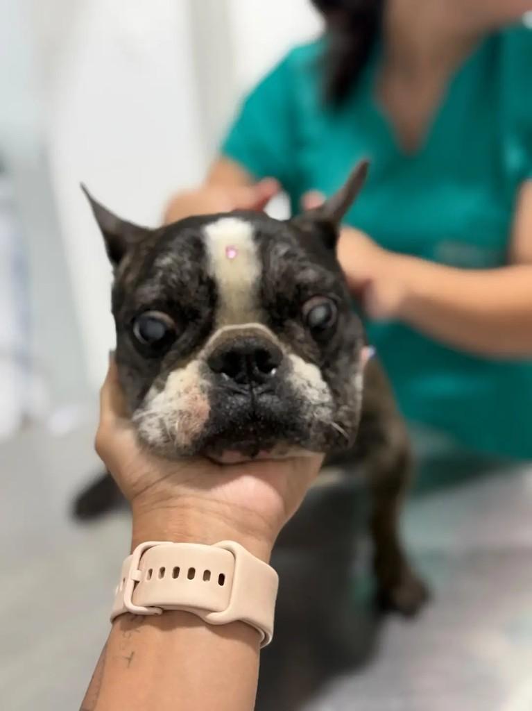 Leona, cadela de porte pequeno para adoção em Juiz de Fora - MG — foto 2 de 2