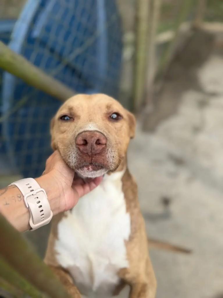 Timão, cachorro de porte médio para adoção em Juiz de Fora - MG