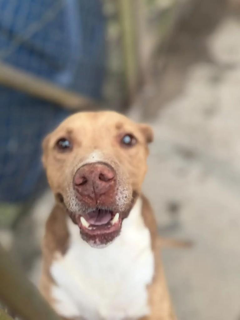 Timão, cachorro de porte médio para adoção em Juiz de Fora - MG — foto 2 de 2