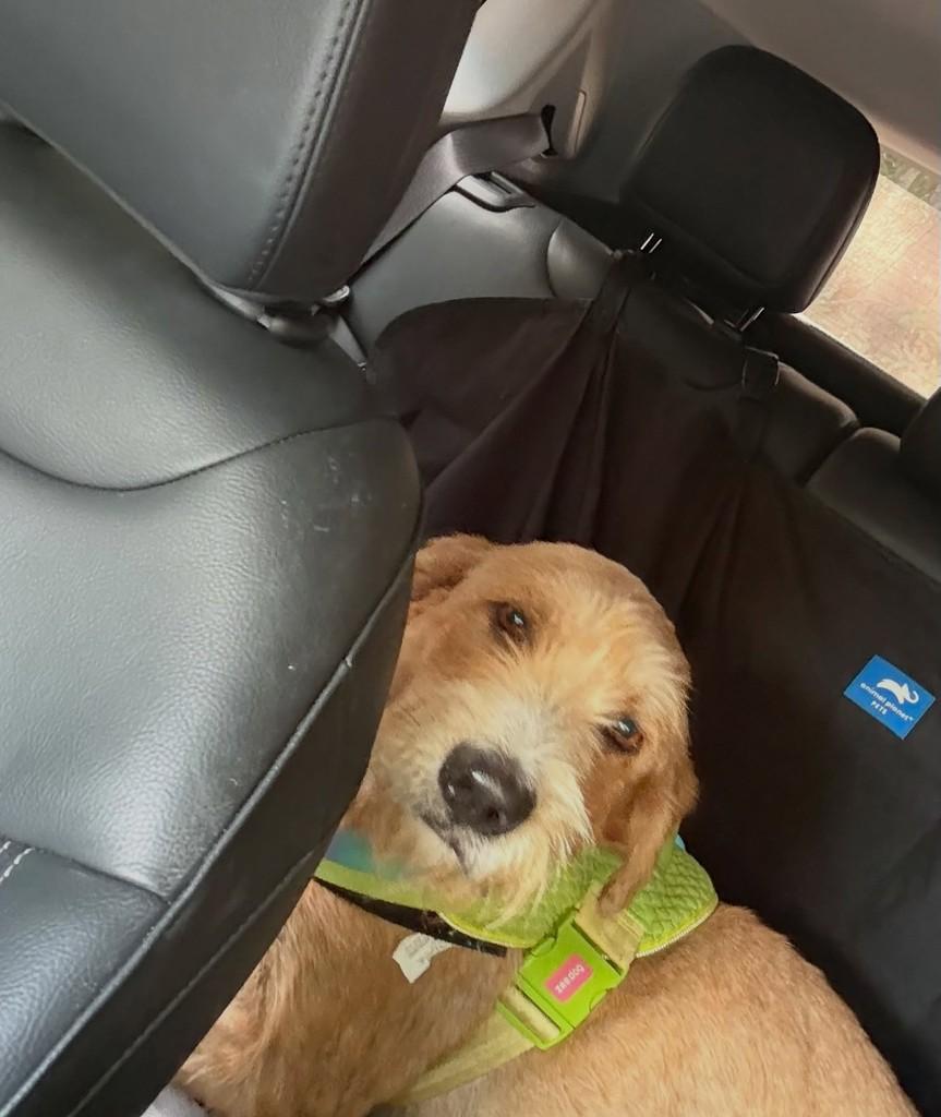 Bento, cachorro de porte médio para adoção em São Roque - SP