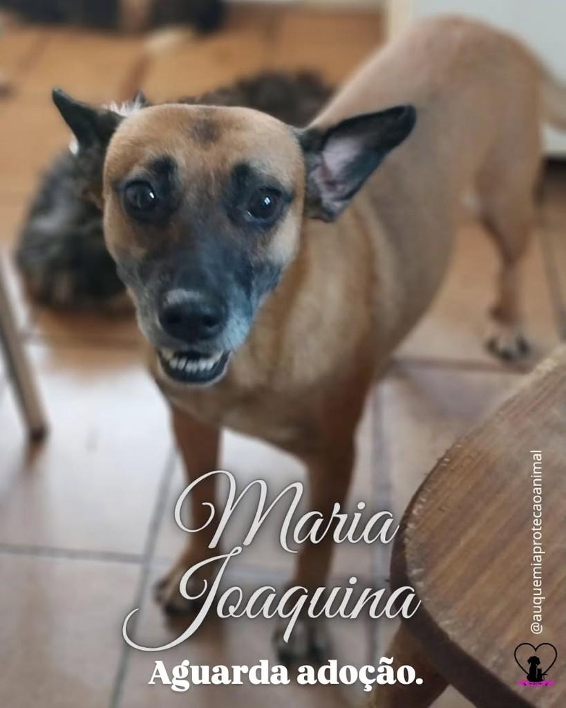 Maria Joaquina, cadela de porte médio para adoção em Alvorada - RS